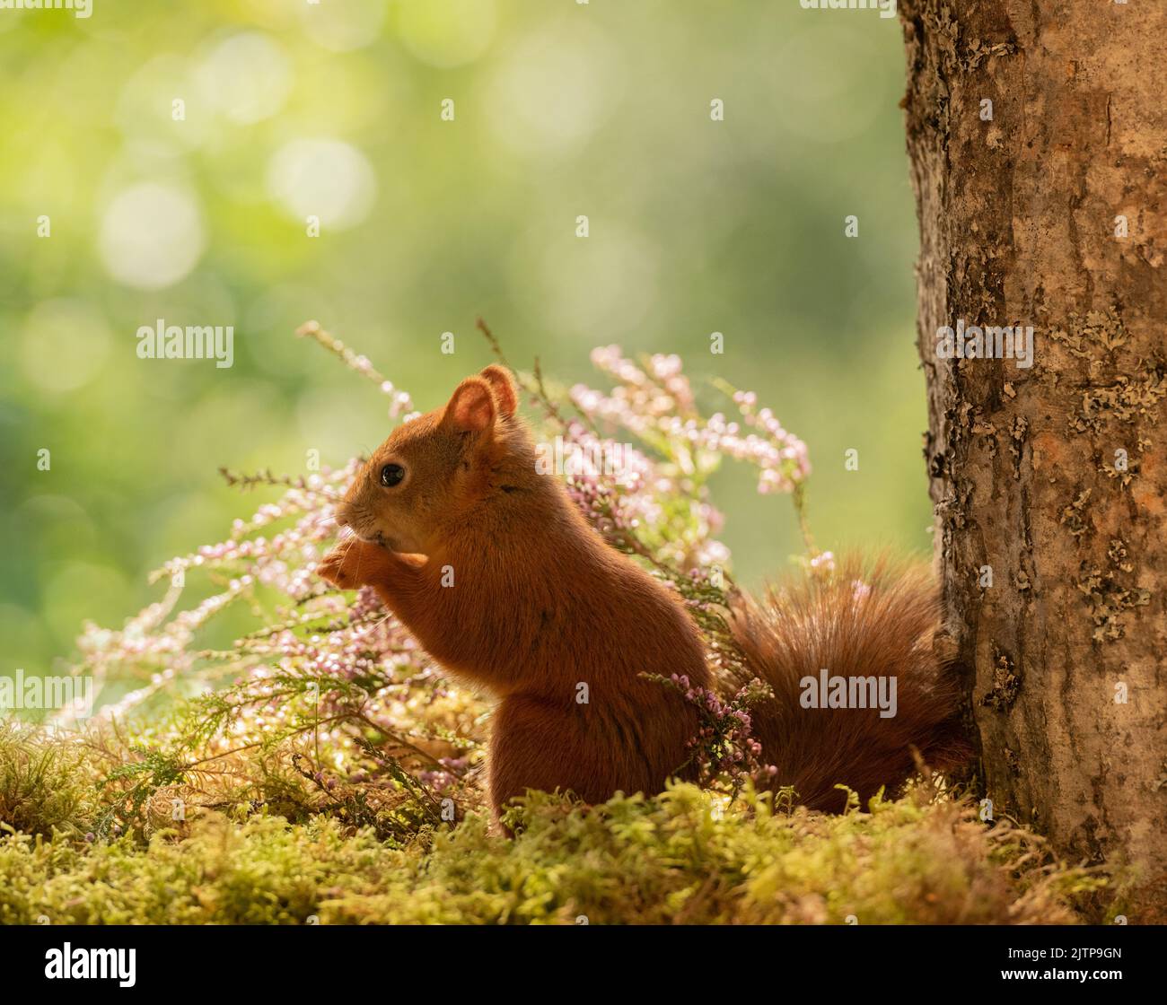 Red Squirrel stand on moss with heath Stock Photo