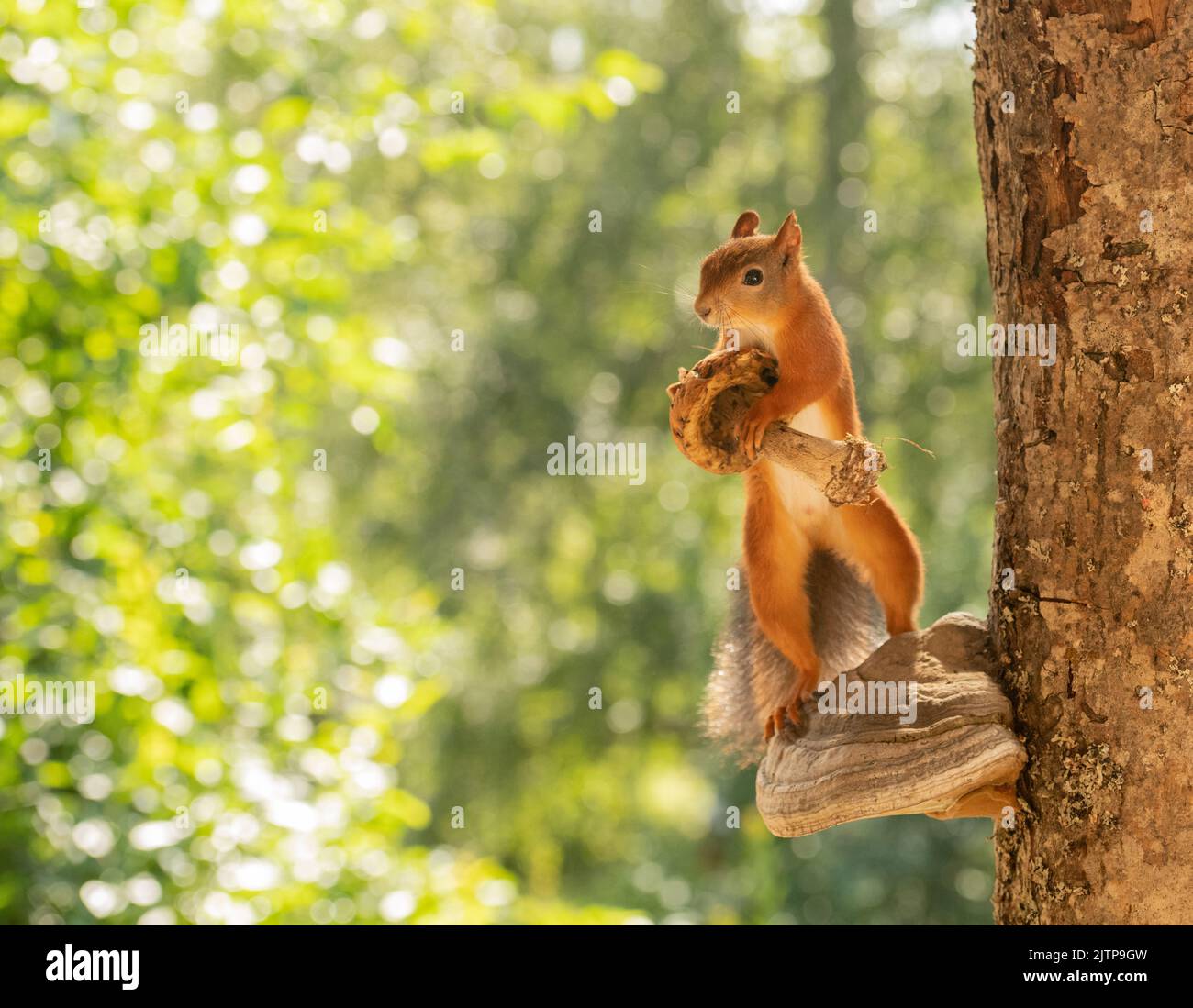 Red Squirrels with mushrooms and tree Stock Photo