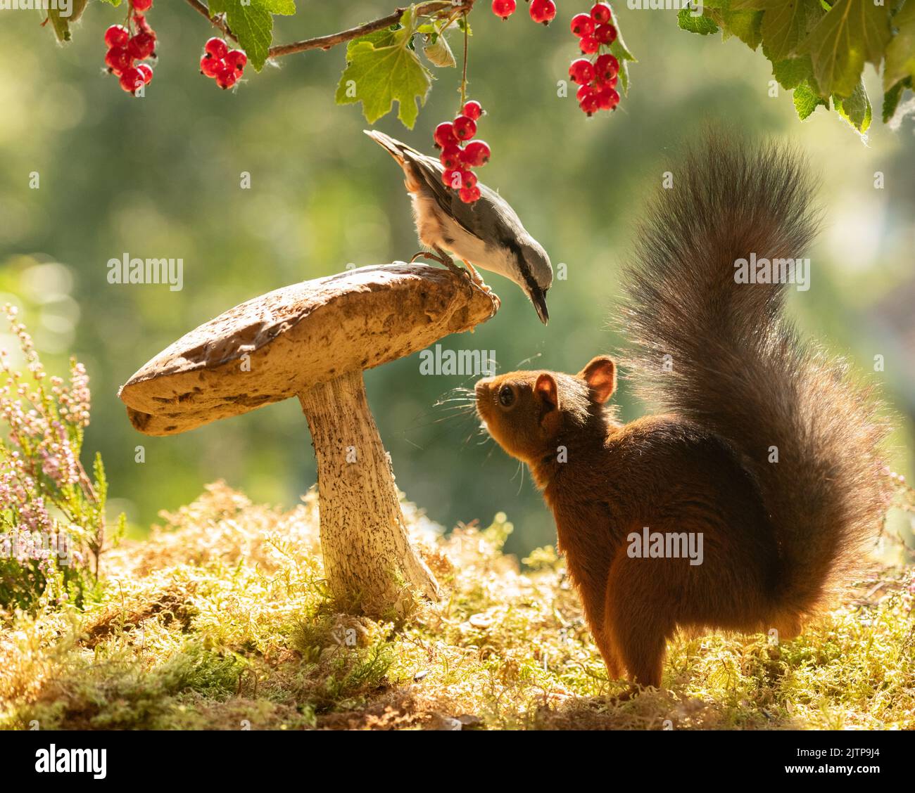 Red Squirrel with mushroom and nuthatch Stock Photo