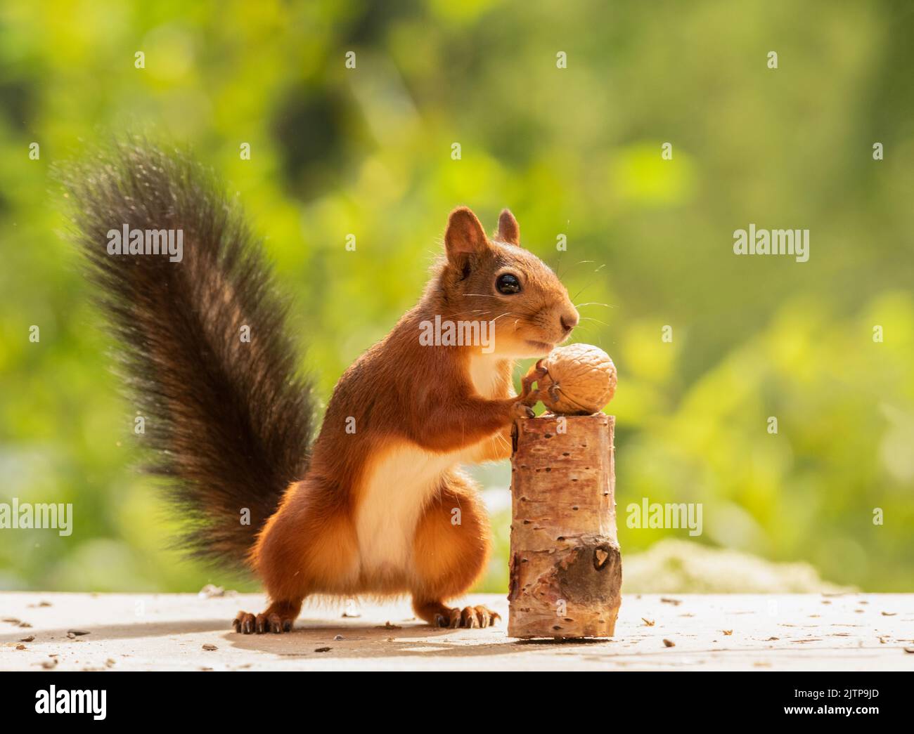 Red Squirrel is holding a walnut Stock Photo