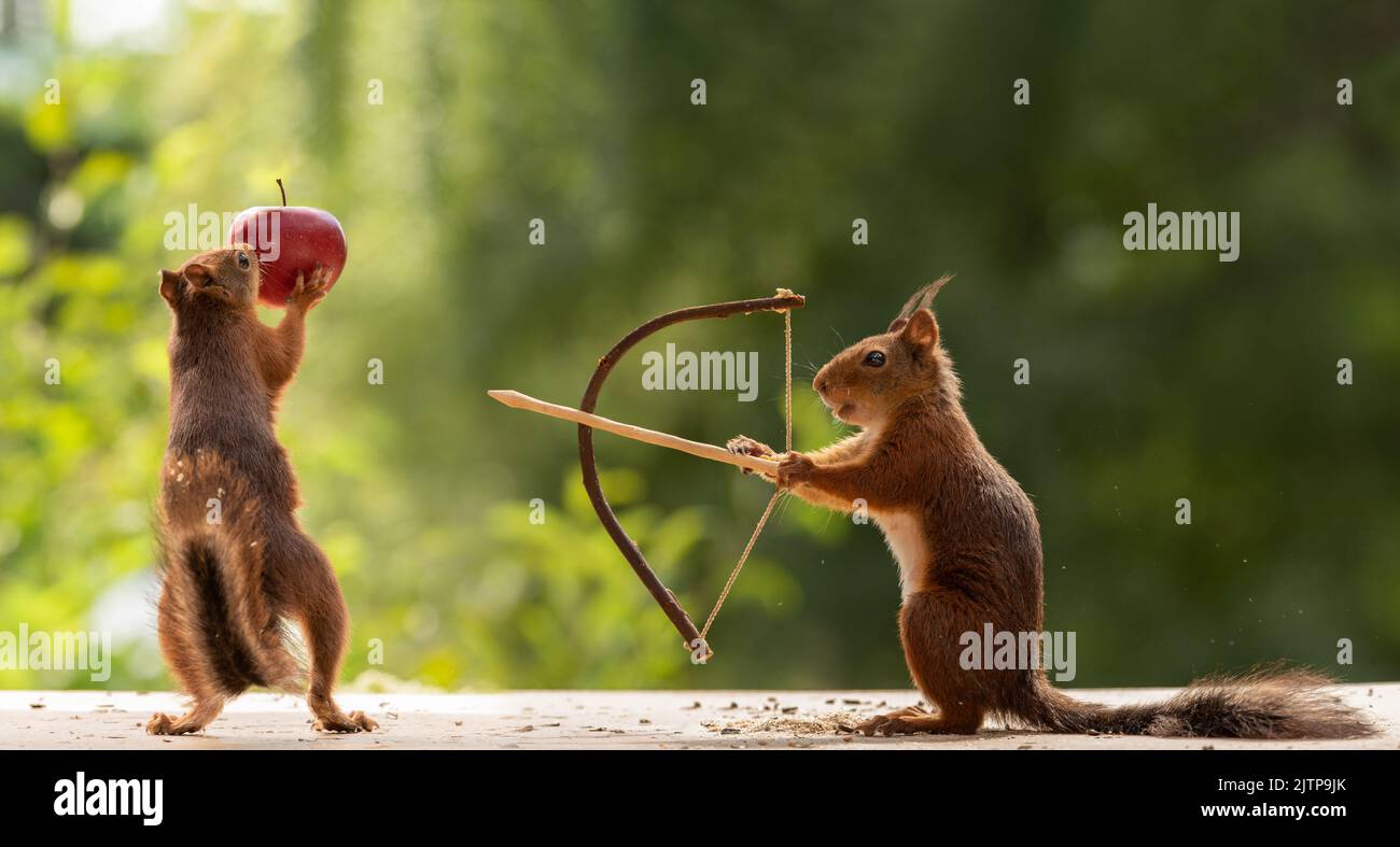 Red squirrel hold a arrow and bow Stock Photo