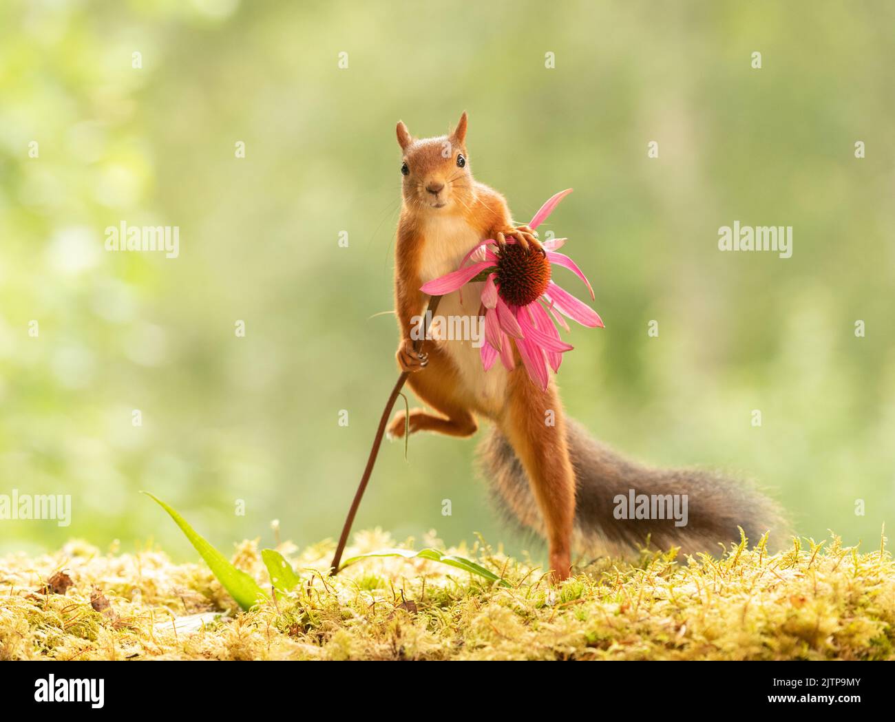 Red Squirrel is climbing in a coneflower Stock Photo