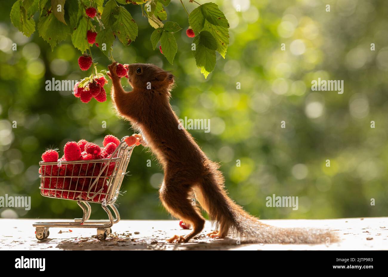 Red Squirrel  with a shopping cart with raspberries Stock Photo