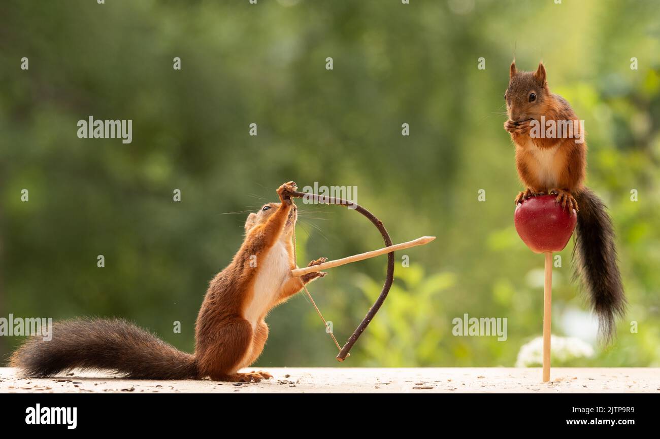 Red squirrel hold a apple, arrow and bow Stock Photo