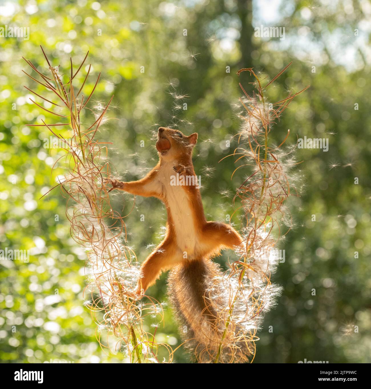 Red Squirrel between fireweed branches with seeds Stock Photo