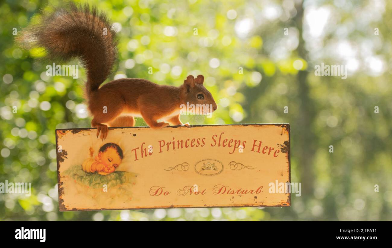 Red Squirrel with a do not disturb sign Stock Photo