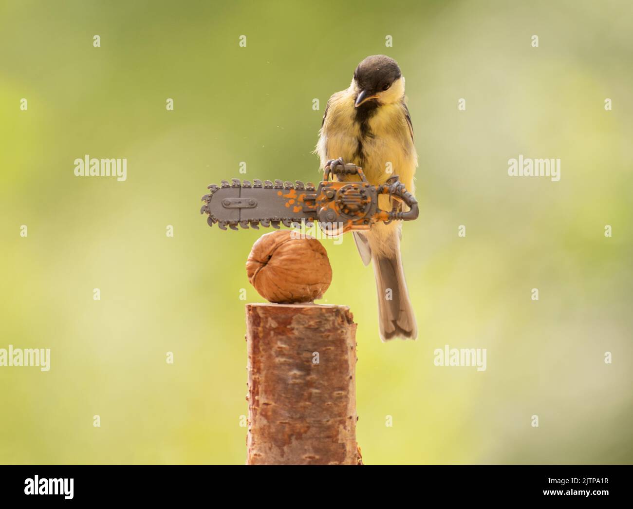 Great tit holding a chainsaw Stock Photo