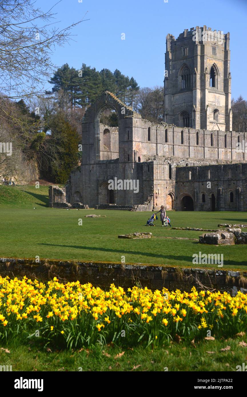 Yellow Springtime Daffodils amongst the Ruins of Fountains Abbey Cistercian Monastery, North Yorkshire, England, UK. Stock Photo
