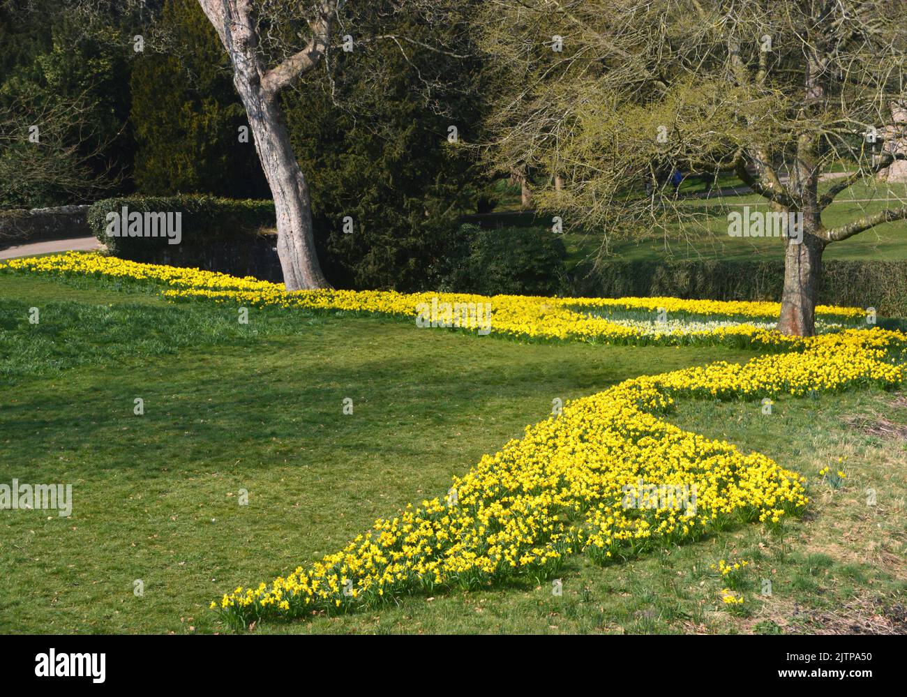 Yellow & White Springtime Daffodil Flowerbeds & Trees the Ruins of