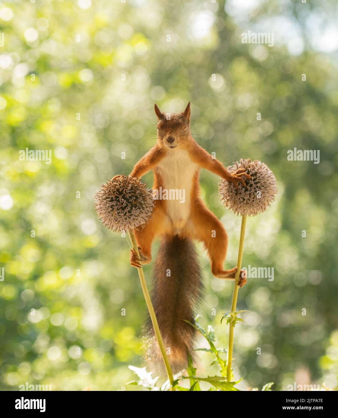 Red Squirrel between globe thistle flowers Stock Photo