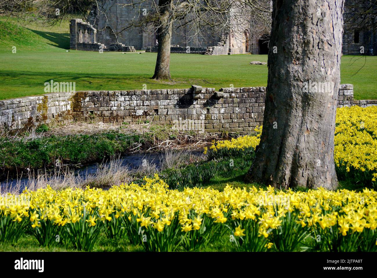Yellow Springtime Daffodils by the Ruins of Fountains Abbey Cistercian