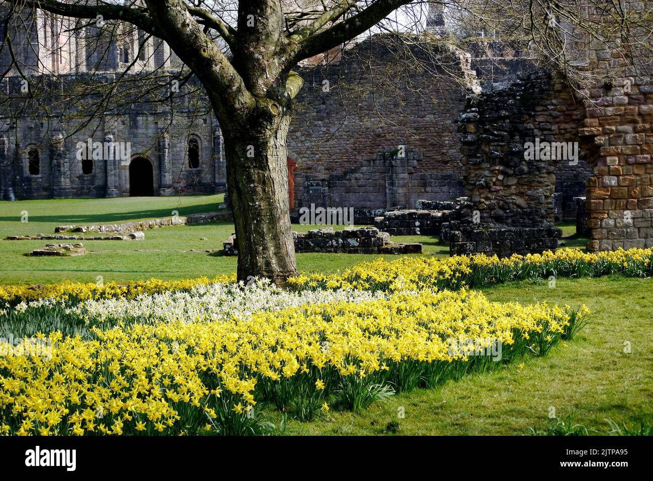 White & Yellow Springtime Daffodils amongst the Ruins of Fountains