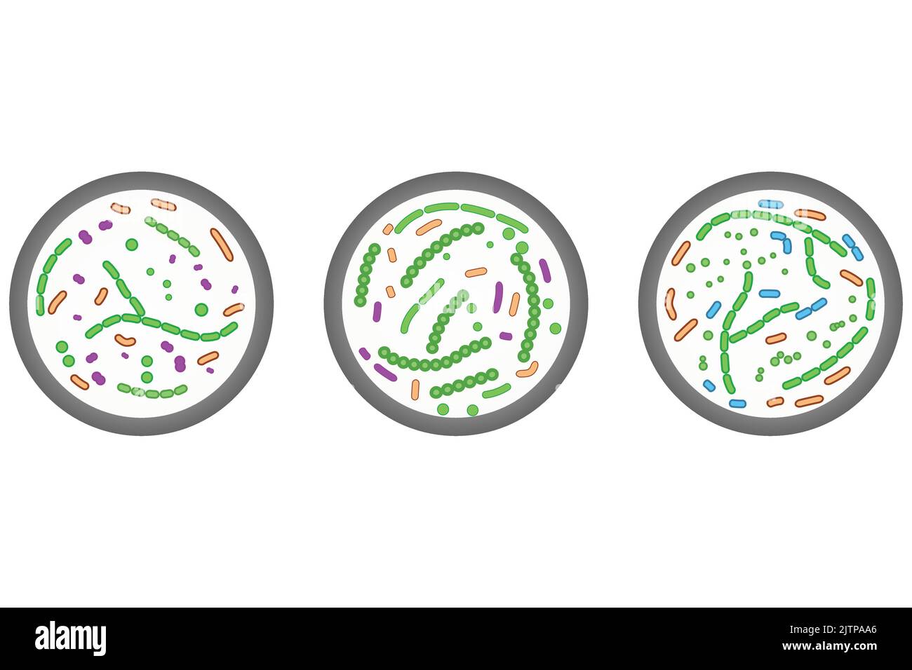 Set of 3 petri dish icons. Colorful simple illustration with bacterial cells. Stock Vector