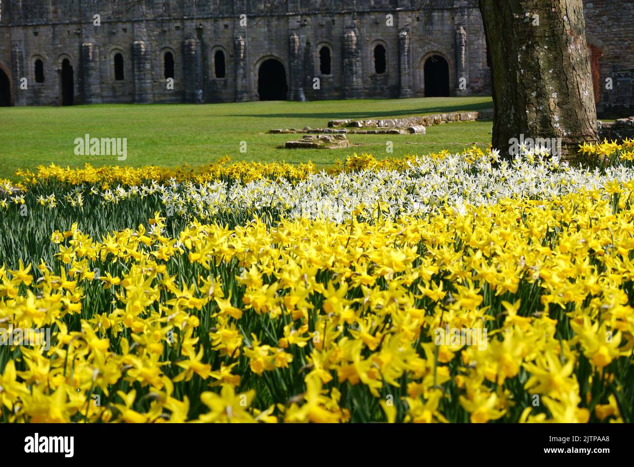 Yellow Springtime Daffodils by the Ruins of Fountains Abbey Cistercian Monastery, North Yorkshire, England, UK. Stock Photo