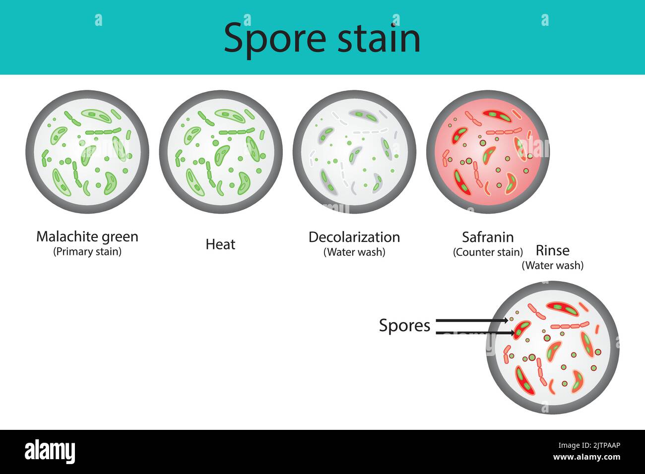 Spore staining microbiology lab technique steps diagram, using Malachite green and safranin vector illustration eps10 Stock Vector