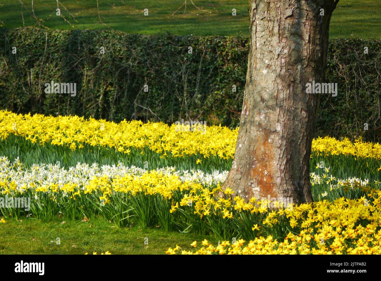 Yellow & White Springtime Daffodil Flowerbeds & Tree by the Ruins of