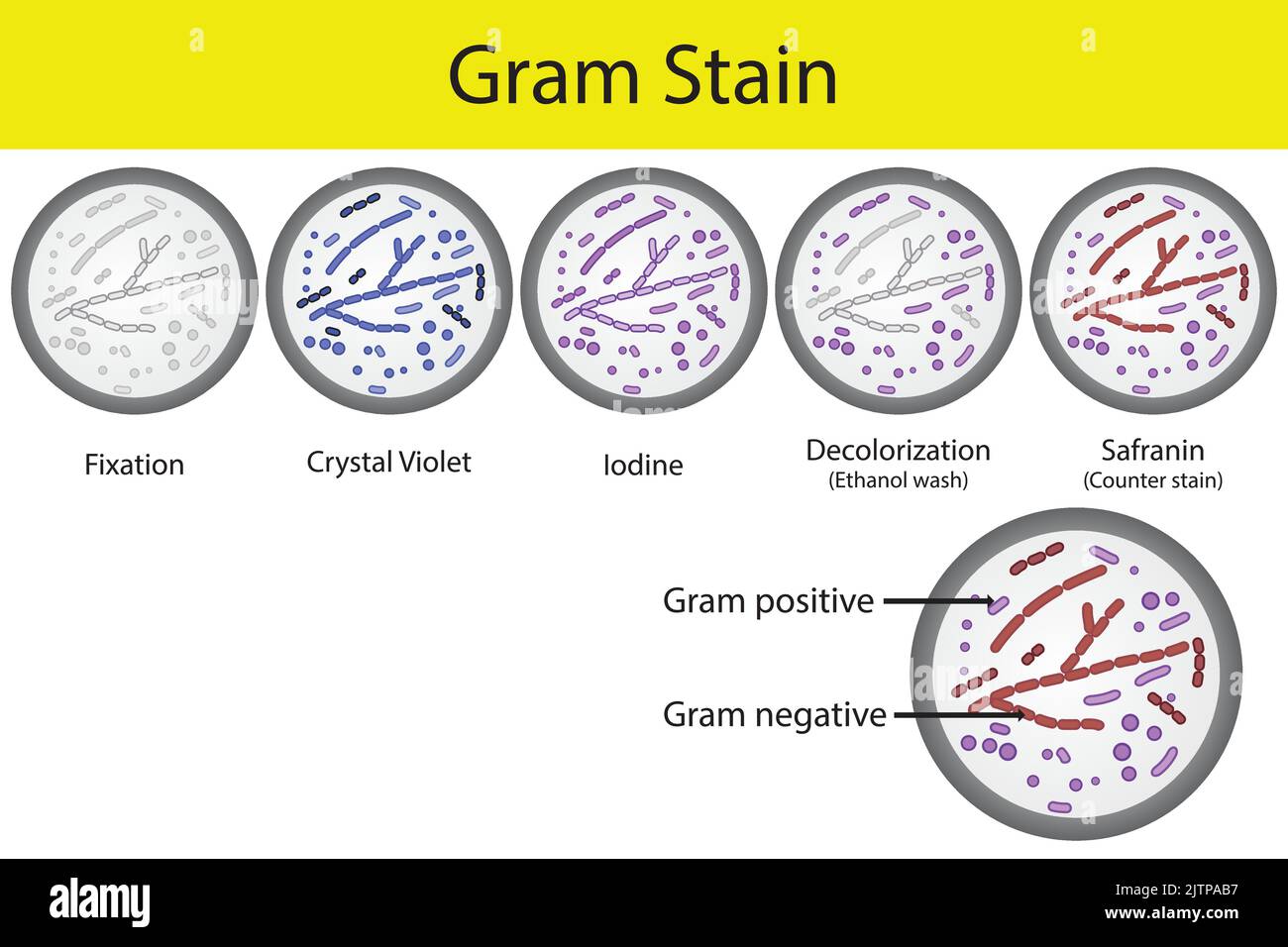 Diagram showing gram staining microbiology lab technique steps - microbiology laboratory using Crystal violet and Safranin Stock Vector