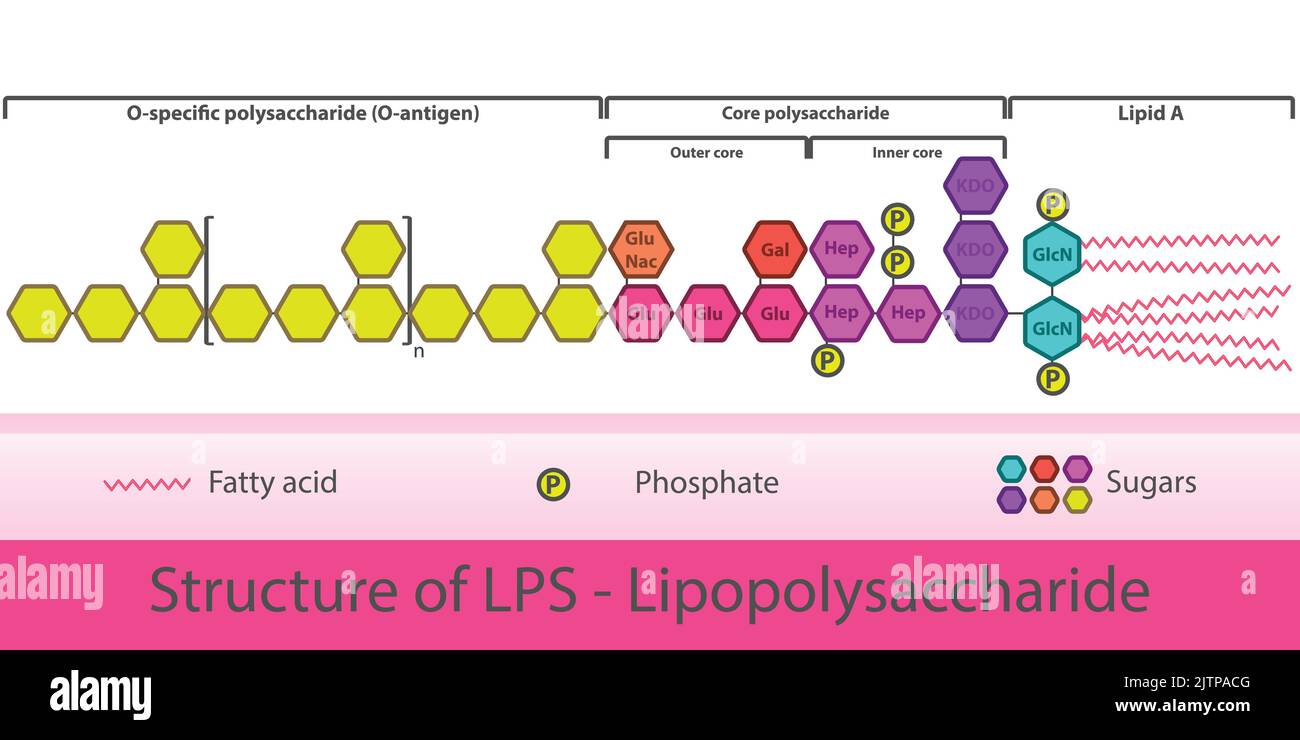 Diagram of LPS strcuture - schematic illustration of Lipopolysaccharide molecule of gram negative bacteria cell membrane. Stock Vector