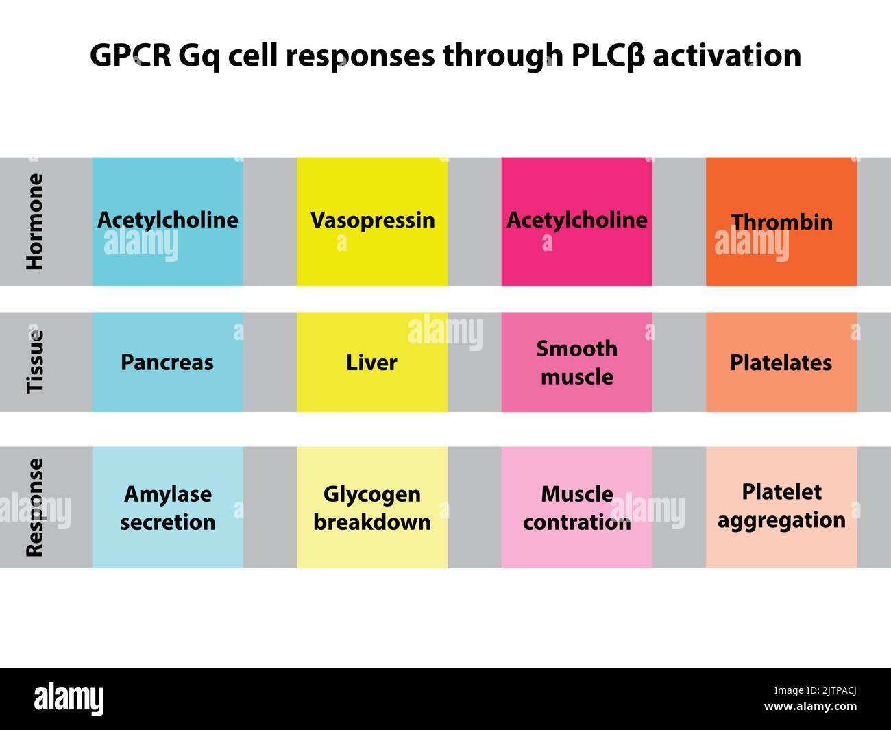 Table of PLC beta mediated cell response - GPCR Gq signaling. Hormone mediated pancreas, liver, smooth muscle and platelets response. Stock Vector