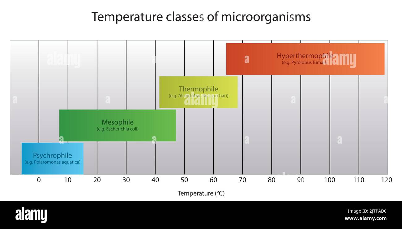 Diagram of microorganism classification by optimal growth temperature - Psychrophile, Mesophile, Thremophile and Hyperthermophile with examples Stock Vector