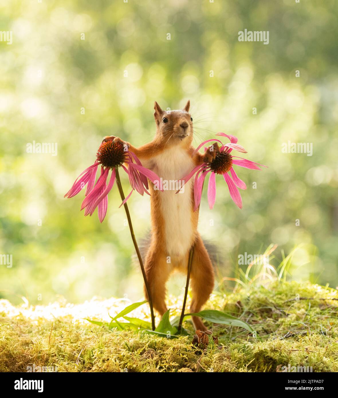Red Squirrel is holding coneflowers Stock Photo