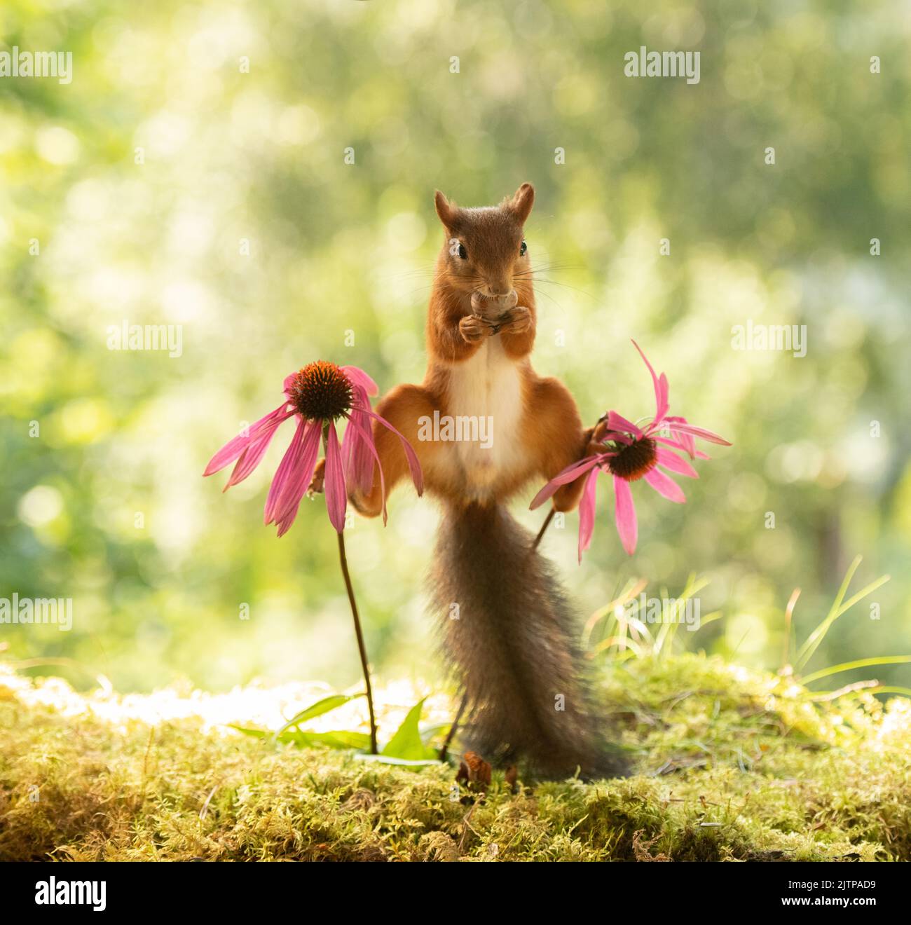 Red Squirrel is in a split between coneflowers Stock Photo