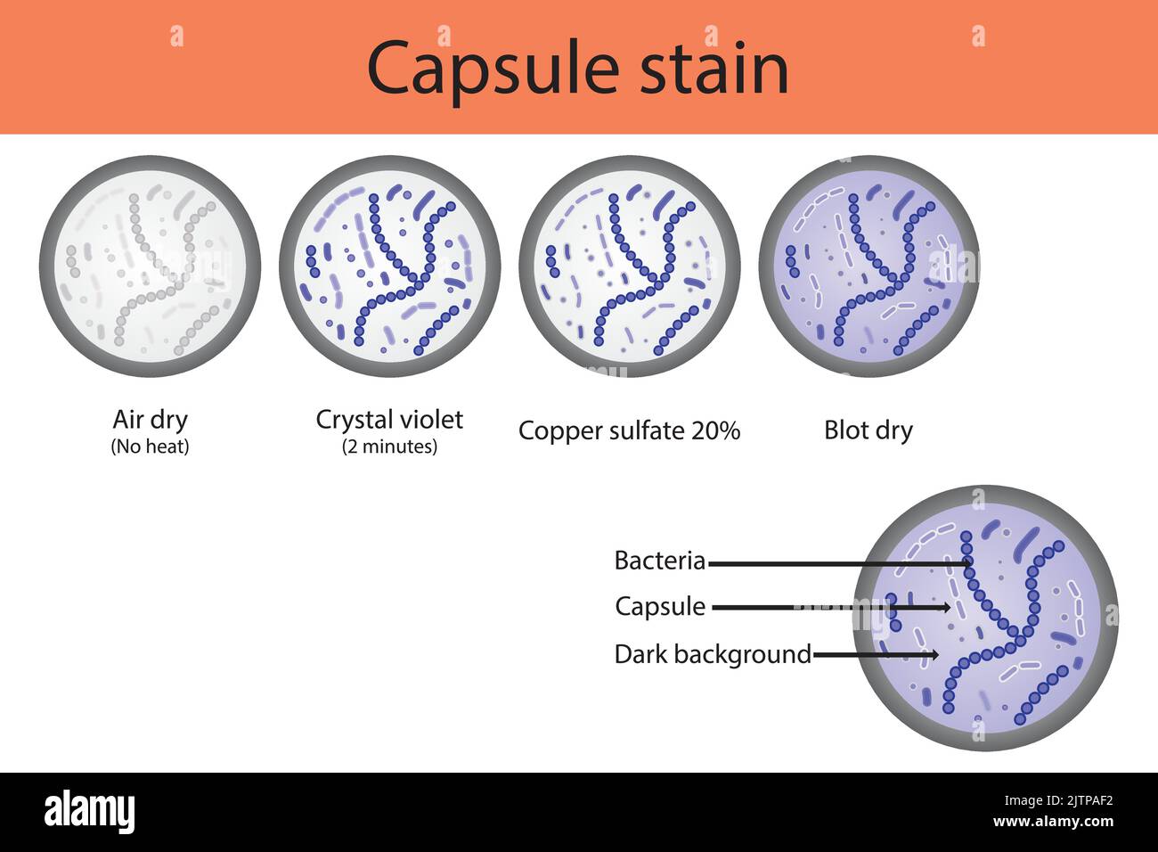 Capsule staining microbiology lab technique steps diagram, using Crystal violet and copper sulfate vector illustration eps10 Stock Vector