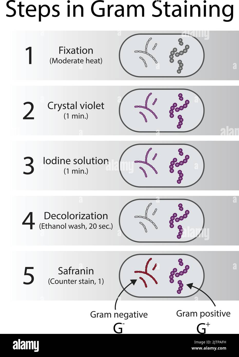 Diagram showing gram staining microbiology lab technique steps - microbiology laboratory using Crystal violet and Safranin Stock Vector