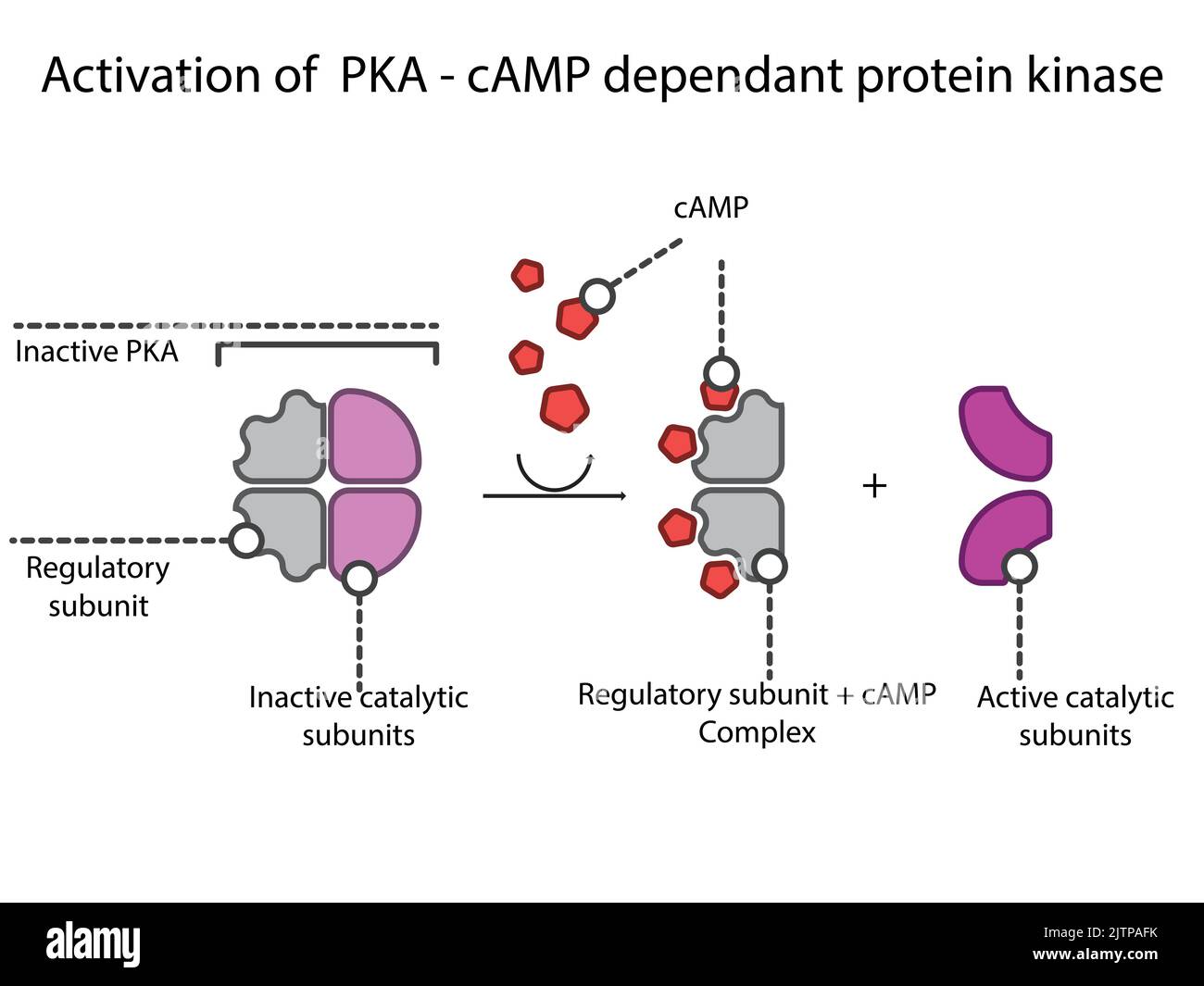 Activation of PKA (Protein Kinase A) via cyclic AMP in GPCR Gs signaling schematic diagram. Stock Vector
