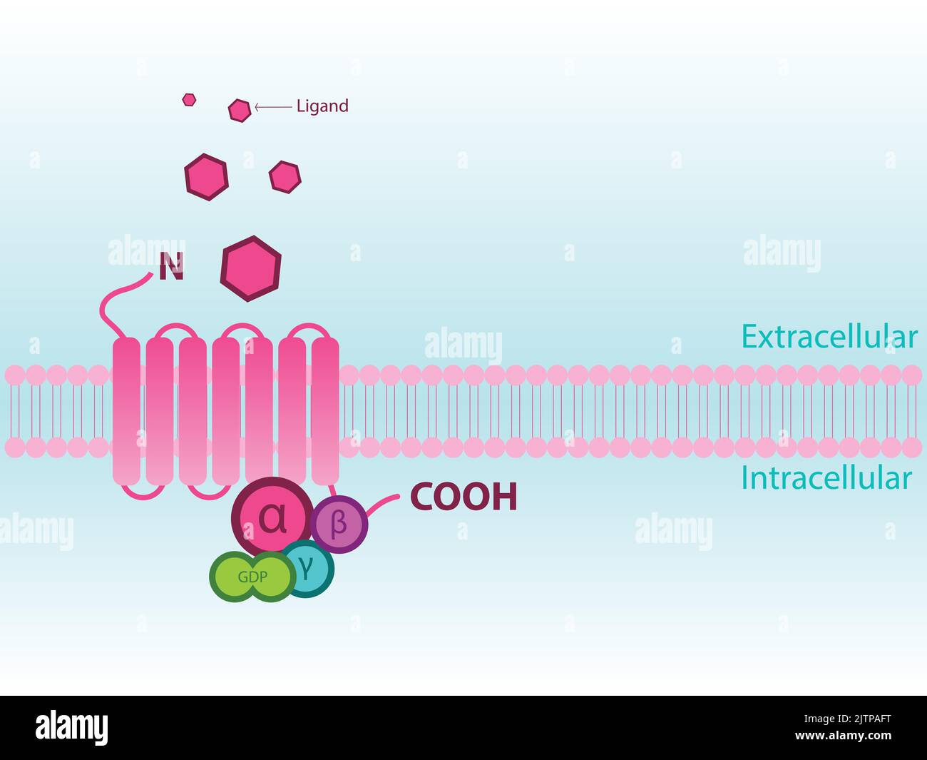 Simplified structure of G protein coupled receptor (GPCR) - including subunits alpha, beta, gamma. Stock Vector