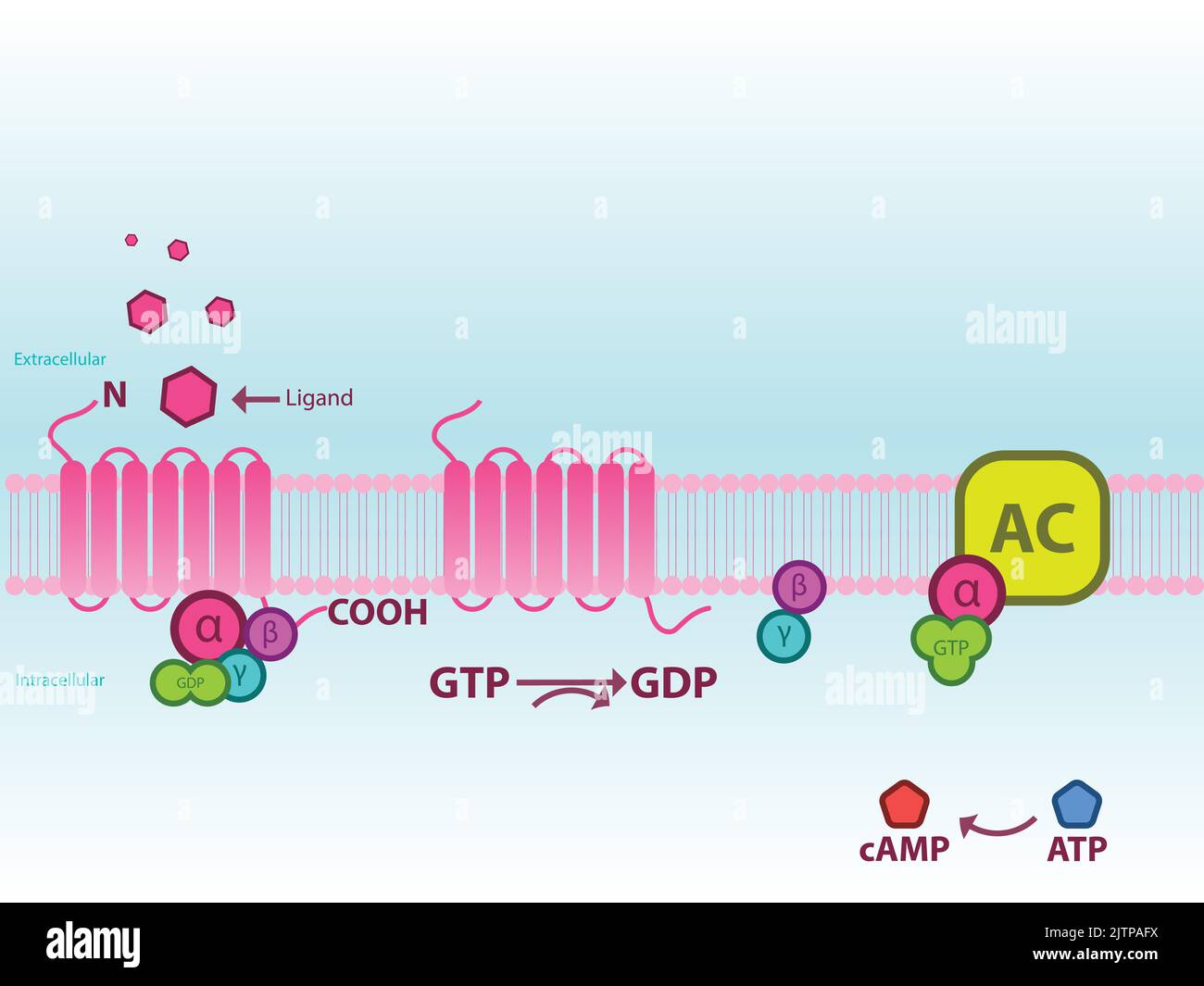 Process of Adenylate cyclase activation via GPCR Gs and cAMP production amplification. Infographic for education, pharmacology, biology. Stock Vector
