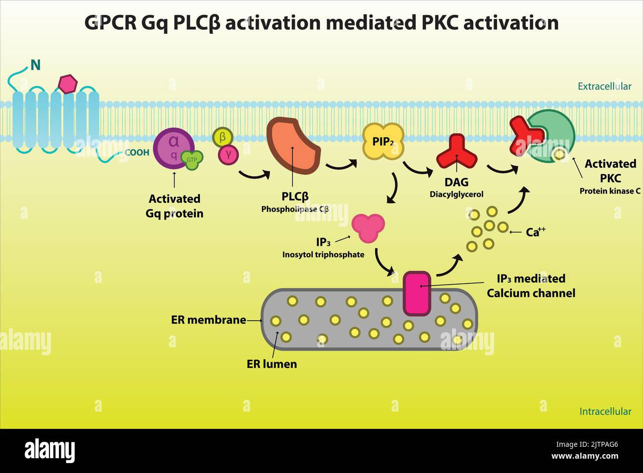 GPCR Gq signaling pathway diagram - via PLC beta, PIP2, DAG, IP3. Cellular response biochemical infographic for pharmacology education. Stock Vector