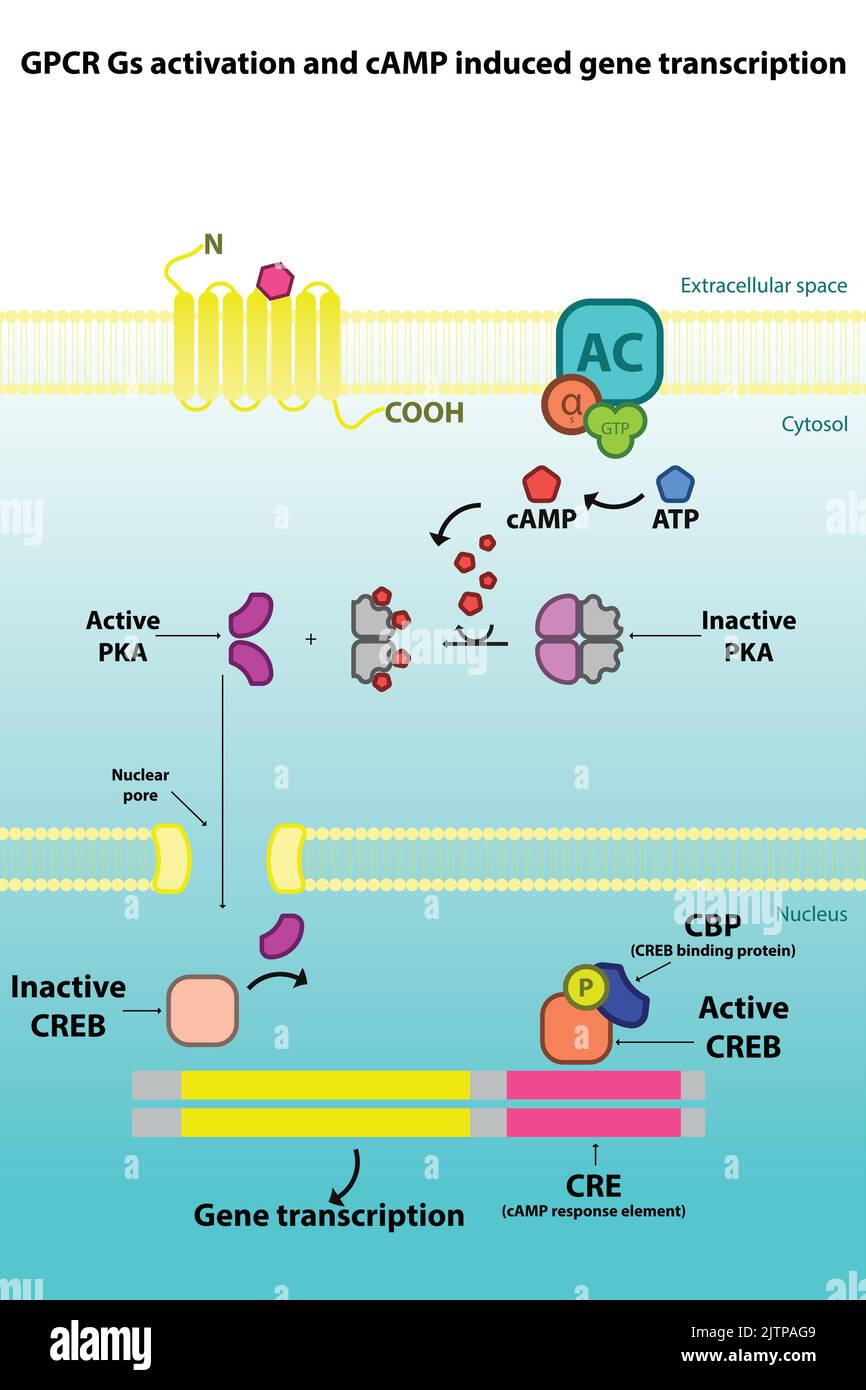 GPCR Gs signaling pathway diagram - PKA mediated gene transcription activation. Cellular response biochemical infographic for pharmacology education. Stock Vector