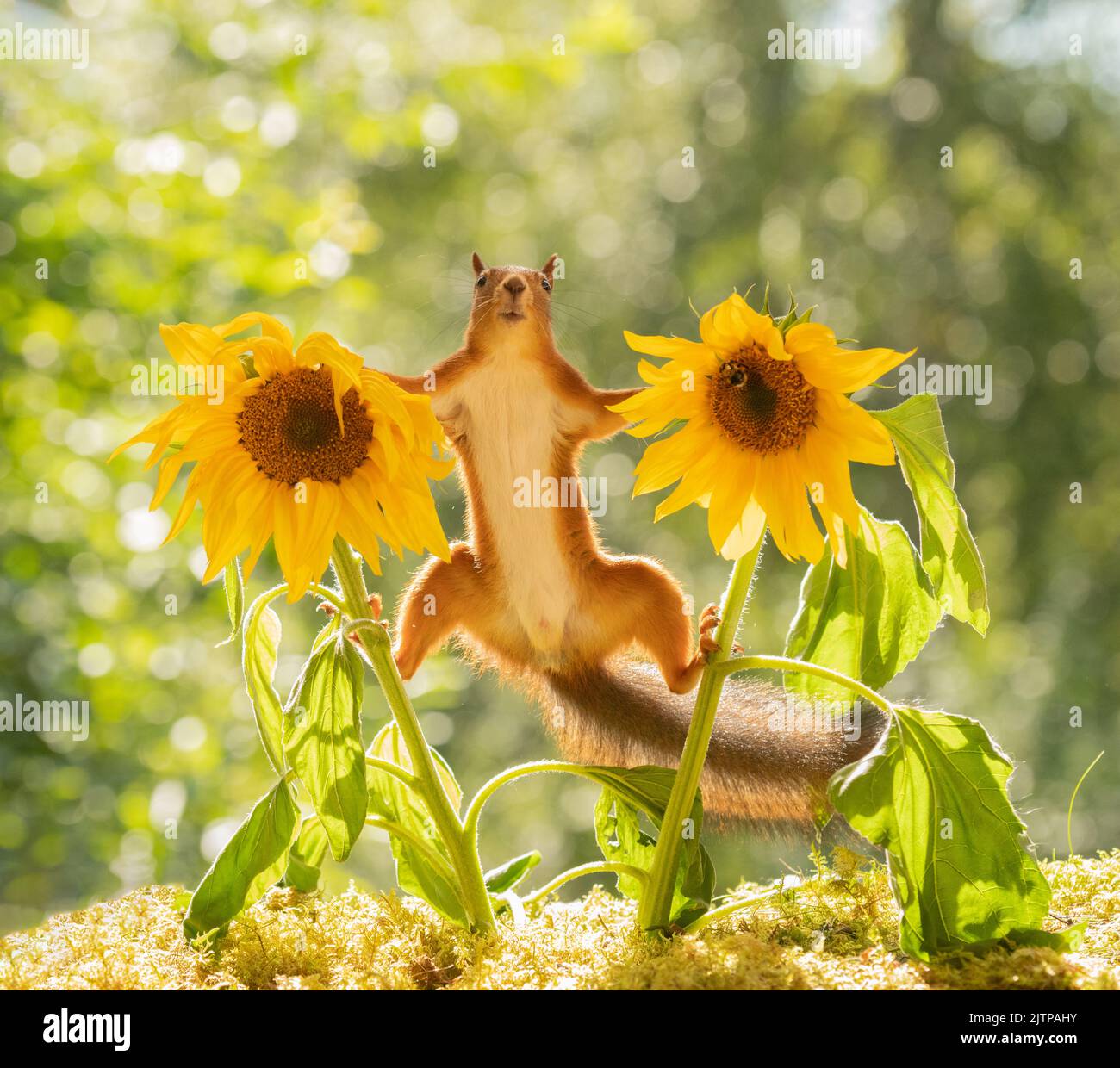 red squirrel between sunflowers Stock Photo