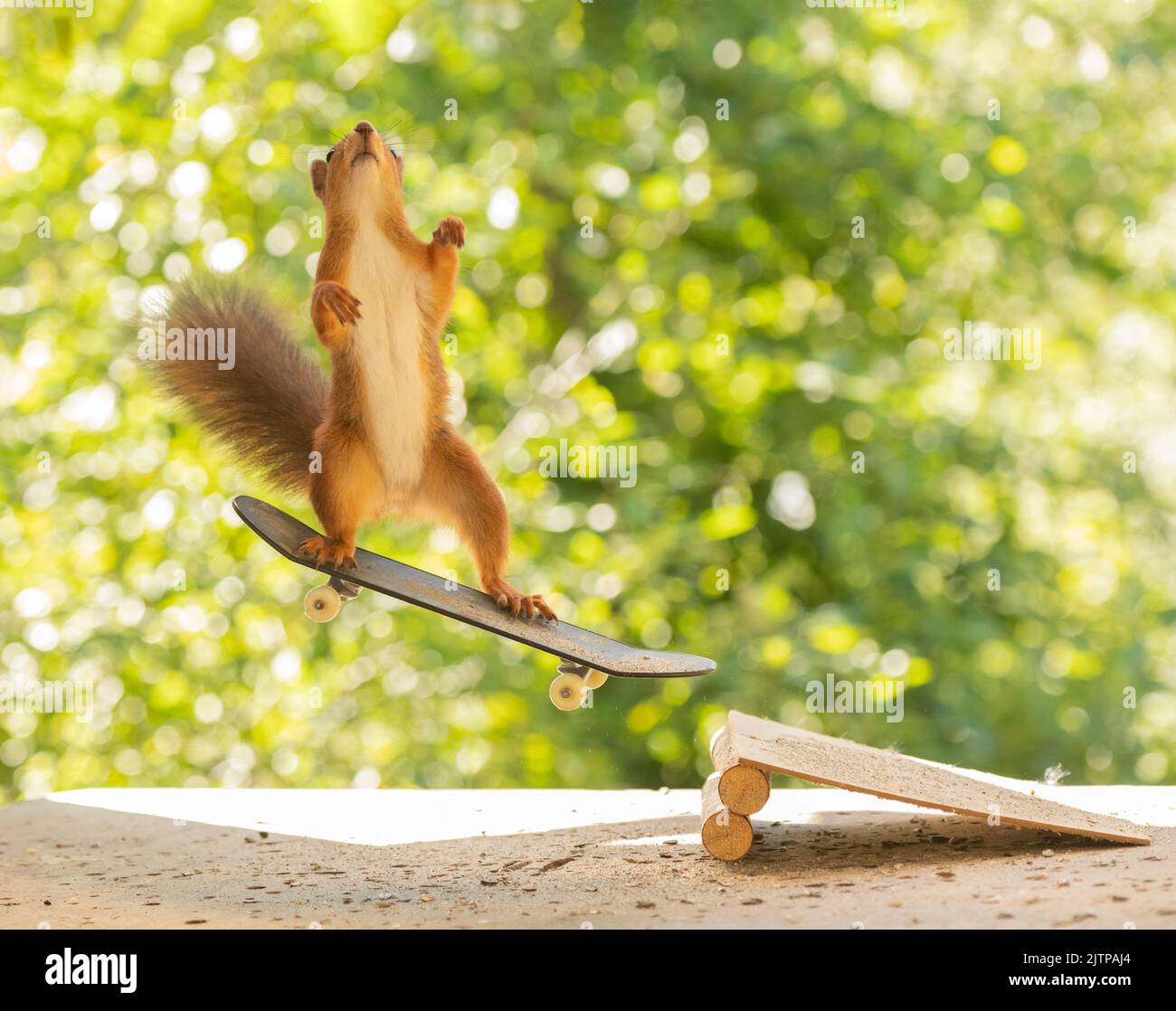 red squirrel is standing on an Skateboard looking up Stock Photo