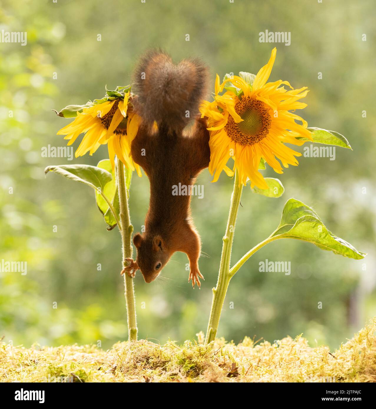 red squirrel is hanging between sunflowers Stock Photo