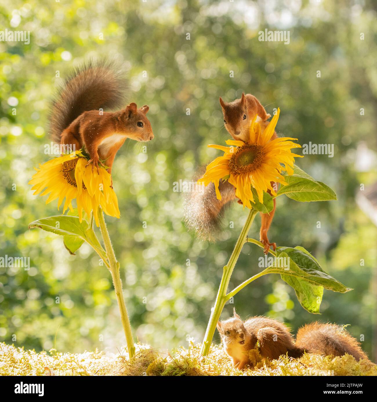 red squirrels are standing on sunflowers Stock Photo