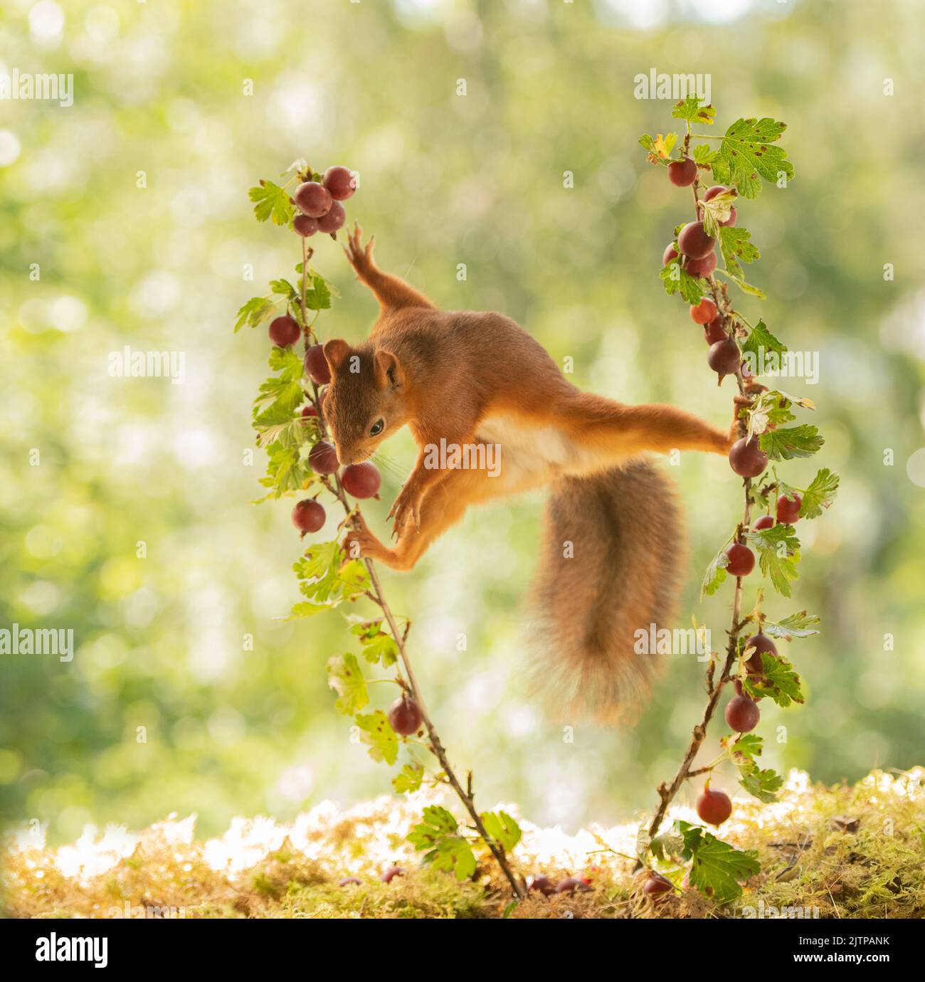 Red Squirrel between goosberry branches Stock Photo