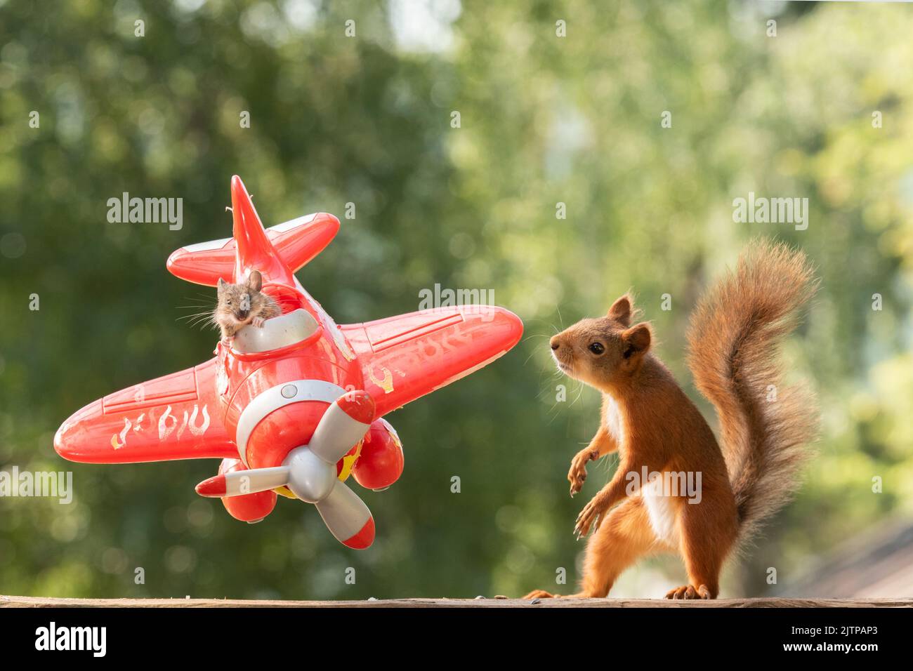 red squirrel and mouse with a airplane Stock Photo