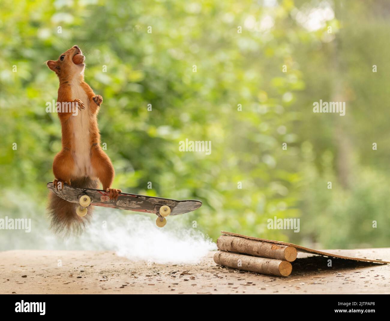 red squirrel is standing on an Skateboard Stock Photo