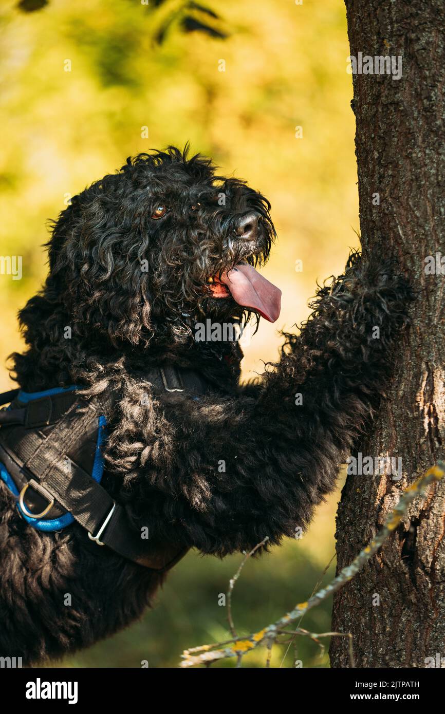 Bouvier des Flandres funny dog leaned against a tree. Funny Bouvier des Flandres herding dog breed leaned against a tree in sunny day Stock Photo