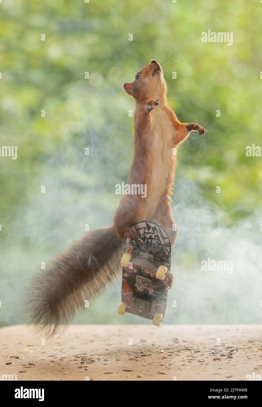 red squirrel is standing with an Skateboard Stock Photo