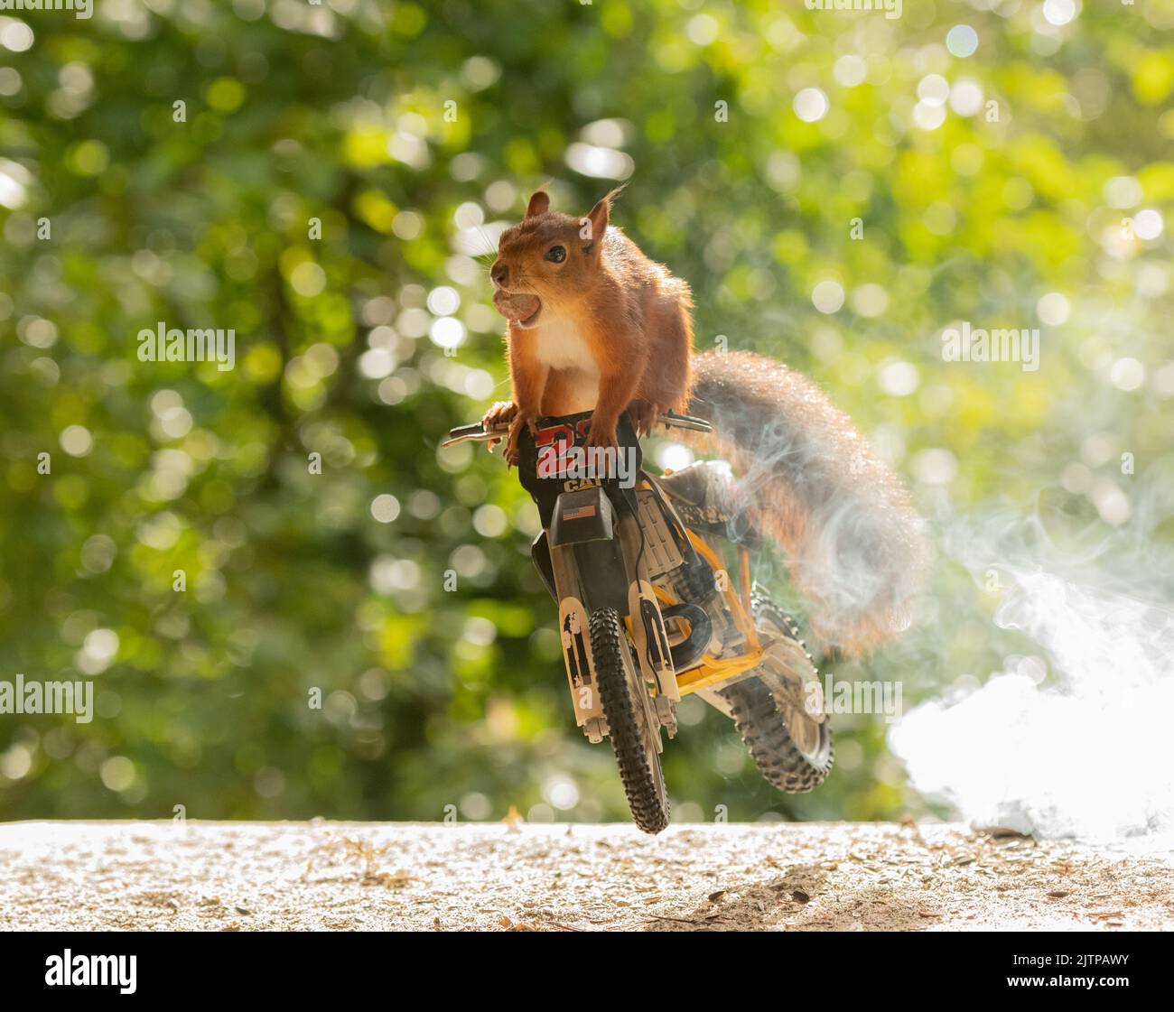 Red Squirrel on a motor cycle squirrel Stock Photo