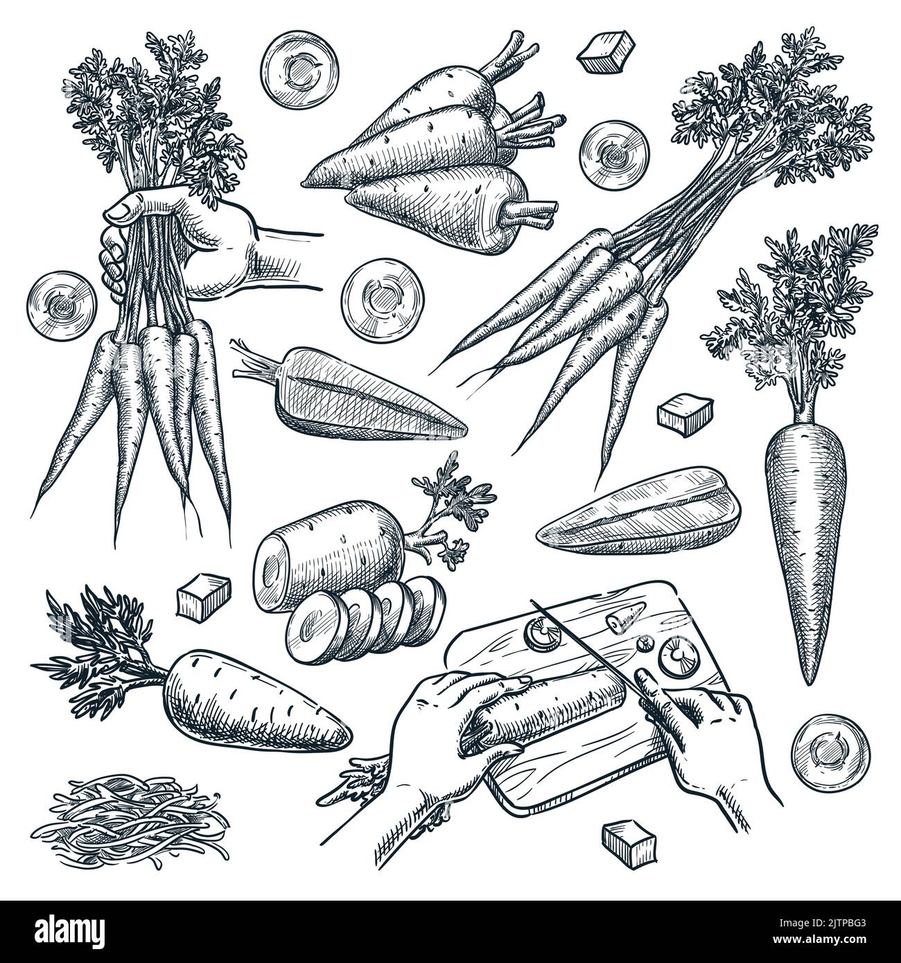 Farm fresh carrot, isolated on white background. Sketch vegetables