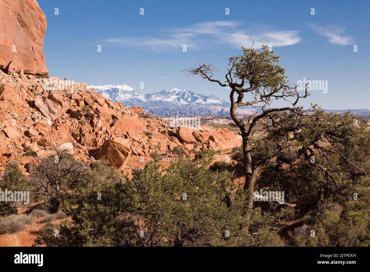 A pinyon pine tree in the desert near Moab, Utah, with the snow-capped La Sal Mountains behind. Stock Photo