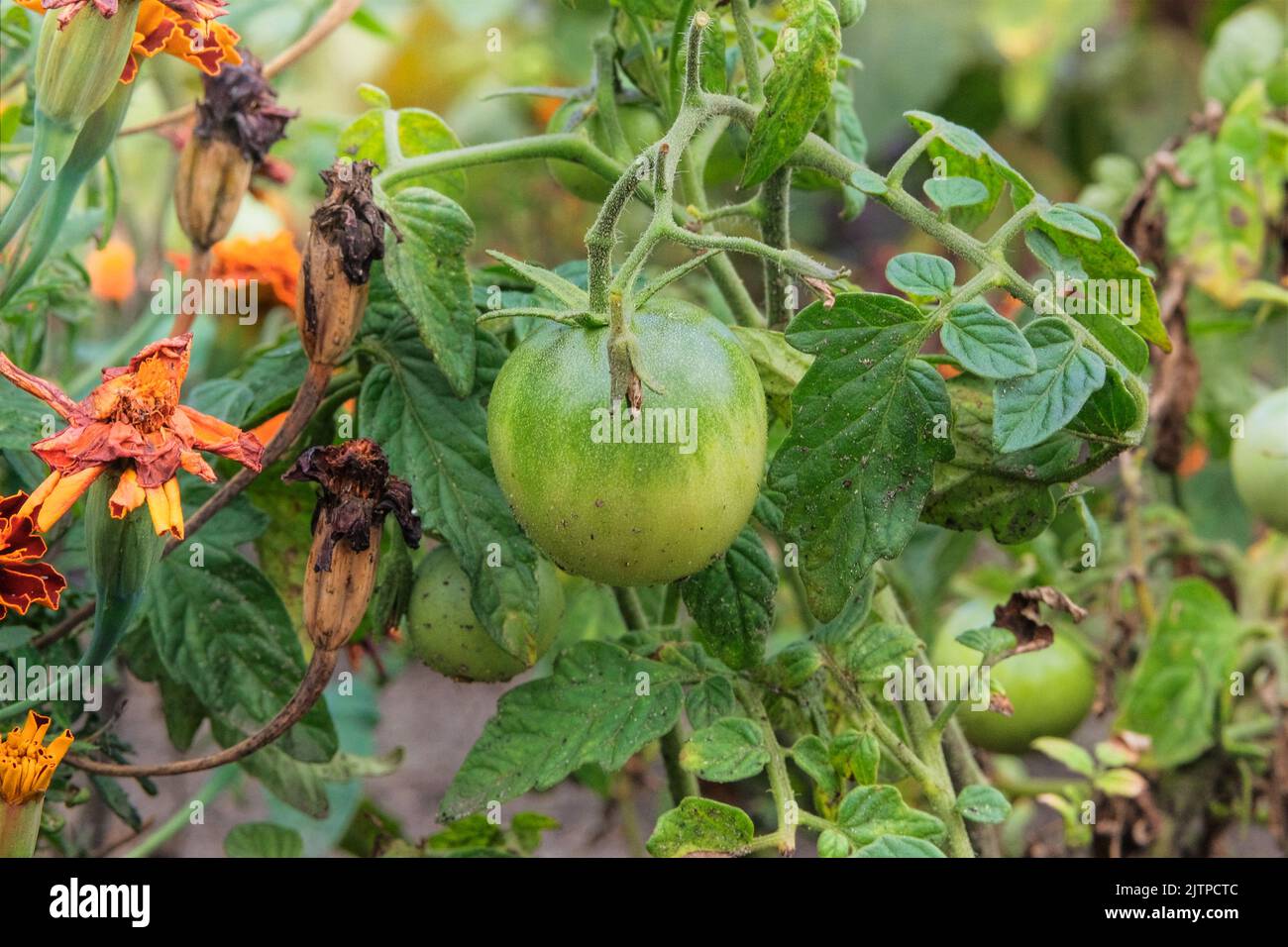 Green tomato is growing in rustic garden. Organic green tomatoes in farming and harvesting. Growing vegetables at home. Closeup. Open ground flat bed Stock Photo