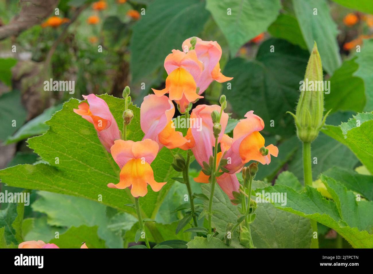 Flowers of beans is growing in rural garden. Bed in the garden. Blooming plants in farming. Stock Photo