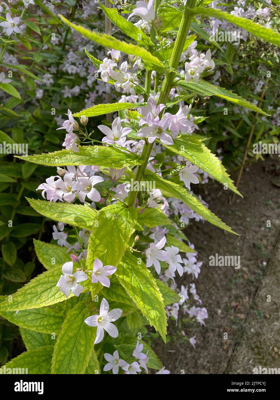 MILKY  BELLFLOWER Campanula lactiflora   Photo: Tony Gale Stock Photo