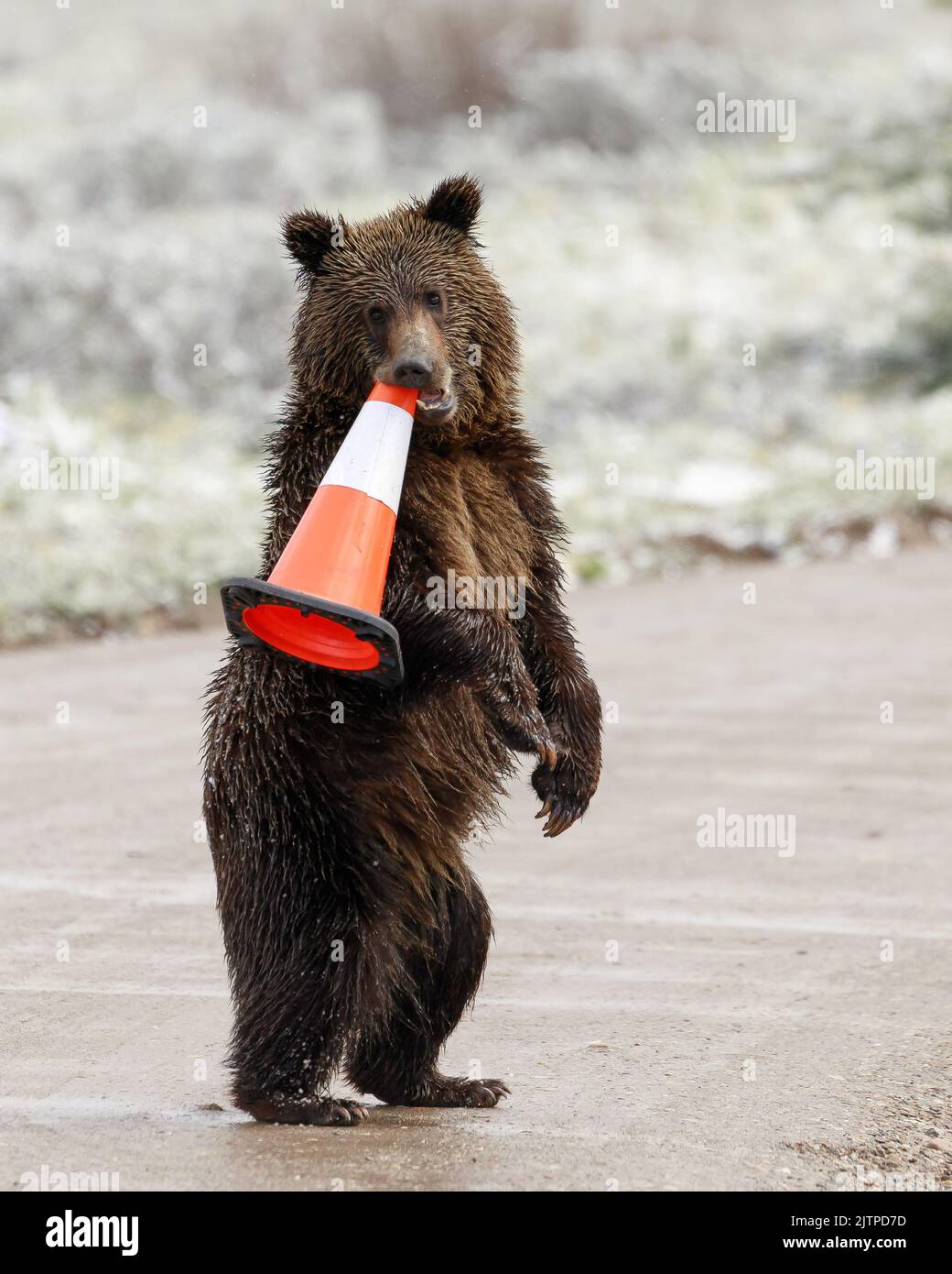The bear cub stealing the cone. Wyoming, USA: LIKE A UK prankster student these comical images show a furry bear thief stealing road cones and causing Stock Photo