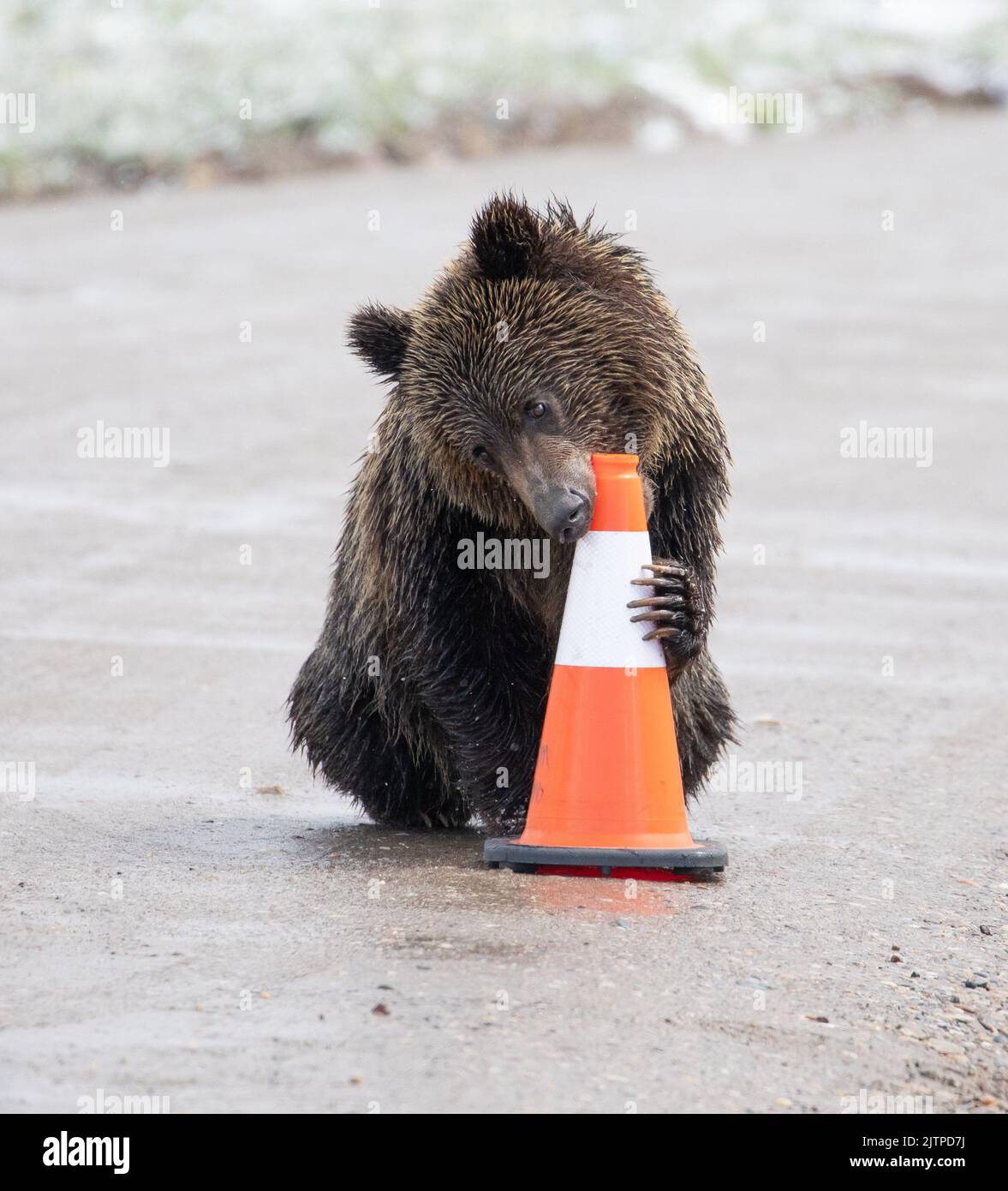The cub chewing the cone. Wyoming, USA: LIKE A UK prankster student these comical images show a furry bear thief stealing road cones and causing chaos Stock Photo